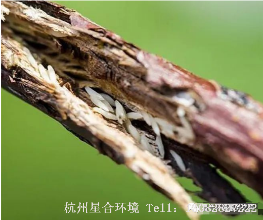 绿化养护
