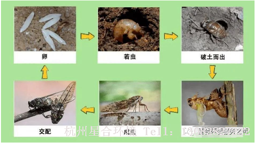 绿化养护