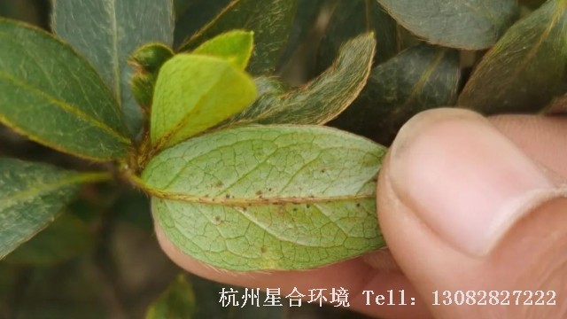 绿化养护