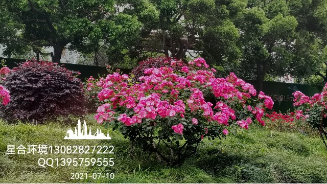 市政绿化养护-东湖街道办事处绿化养护项目