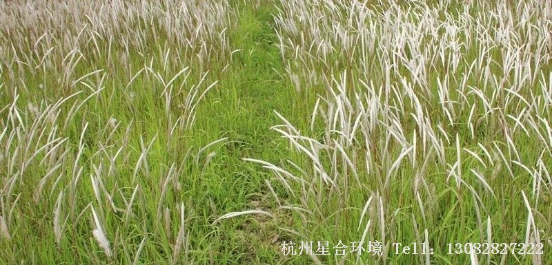 绿色植保