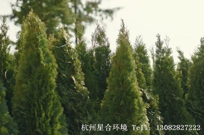 绿化工程