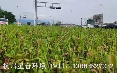 绿色植保