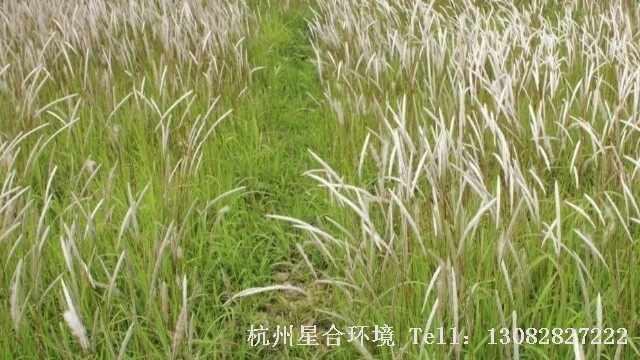 绿色植保