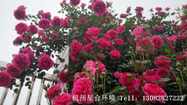 绿化养护