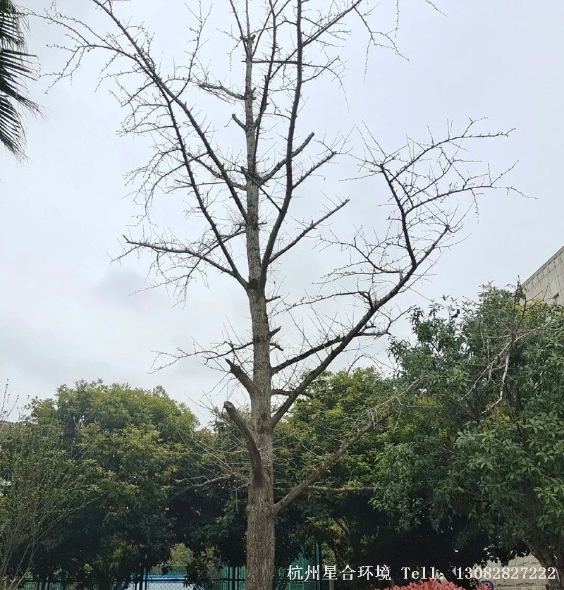 绿化养护