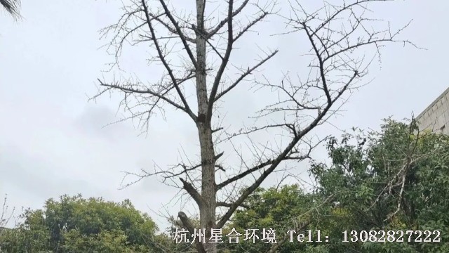 绿化养护