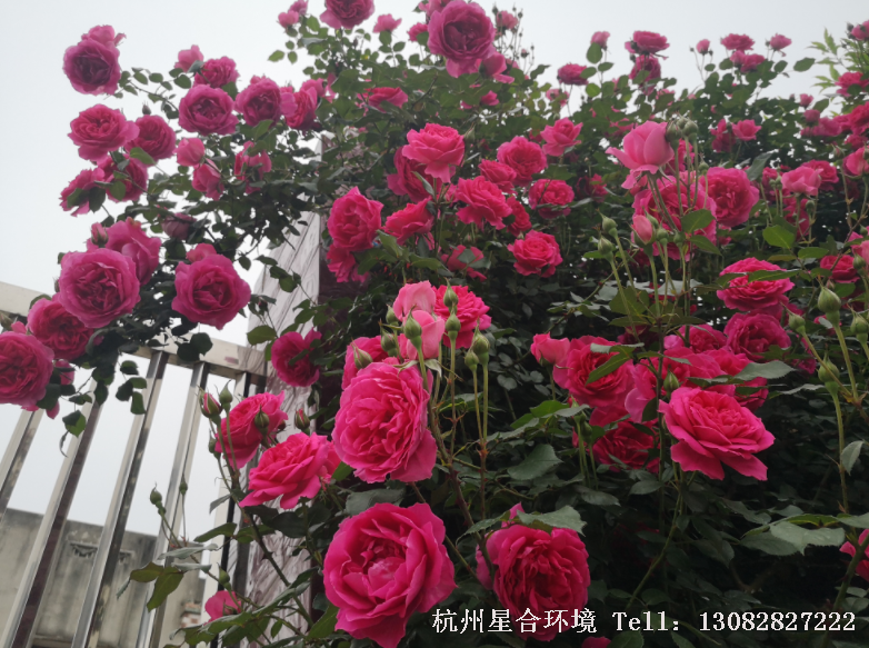 绿化养护