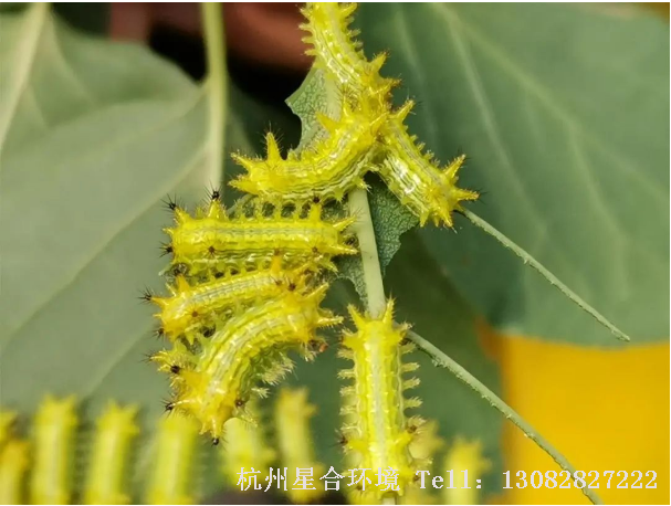 绿化养护刺蛾