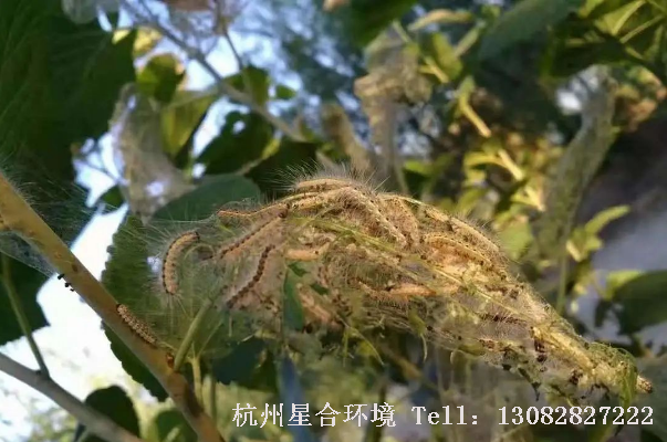 绿化养护美国白蛾