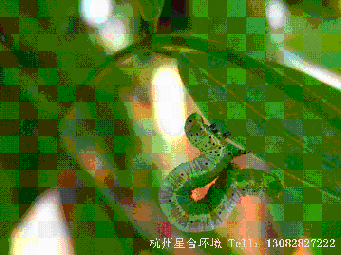 绿化养护害虫