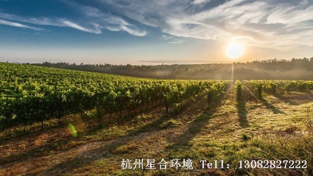 绿化养护