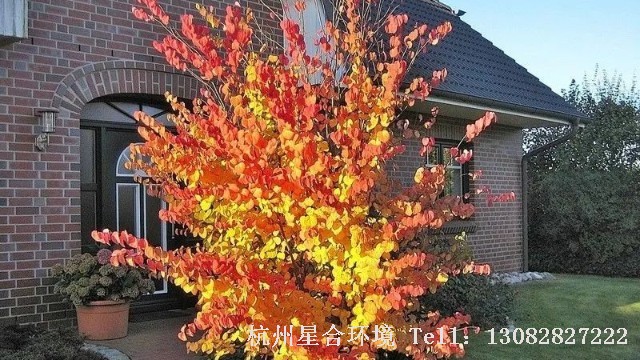 绿化施工