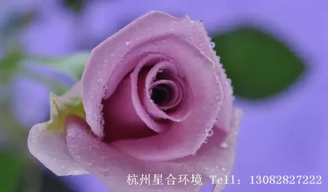 庭院养护