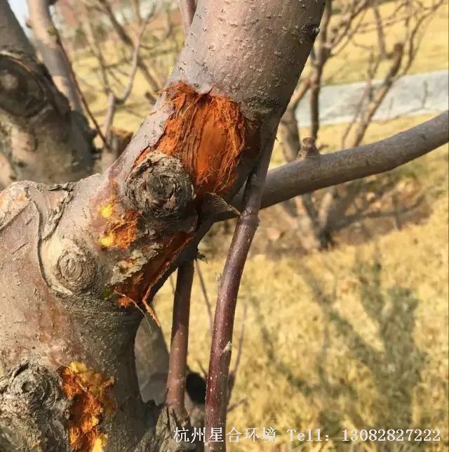 树木枝干病害主要由真菌引起，也有少数由细菌、病毒引起，是绿化养护树木较为严重的病害，其危害性远超叶部病害，无论是发生在幼树还是成林中，都影响植株的正常生长，甚至会带来枝枯树亡的后果。