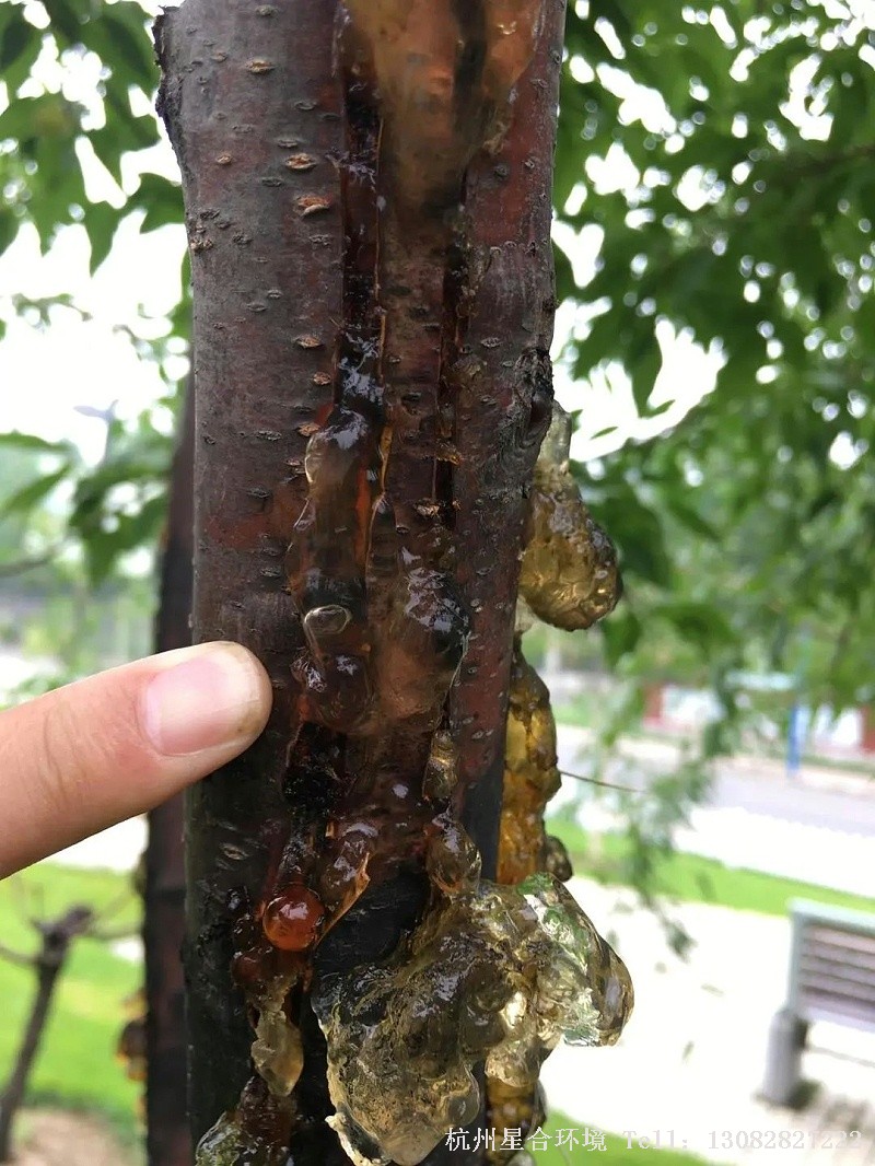 树木枝干病害主要由真菌引起，也有少数由细菌、病毒引起，是绿化养护树木较为严重的病害，其危害性远超叶部病害，无论是发生在幼树还是成林中，都影响植株的正常生长，甚至会带来枝枯树亡的后果。