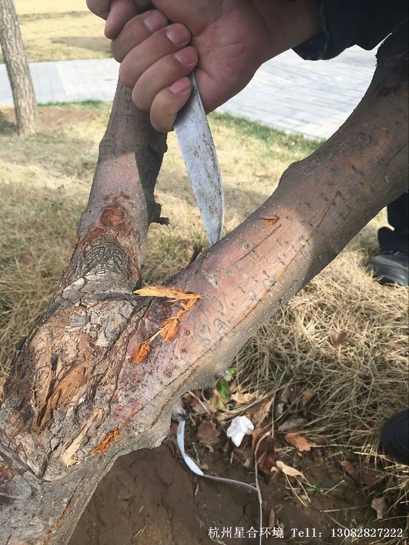 树木枝干病害主要由真菌引起，也有少数由细菌、病毒引起，是绿化养护树木较为严重的病害，其危害性远超叶部病害，无论是发生在幼树还是成林中，都影响植株的正常生长，甚至会带来枝枯树亡的后果。