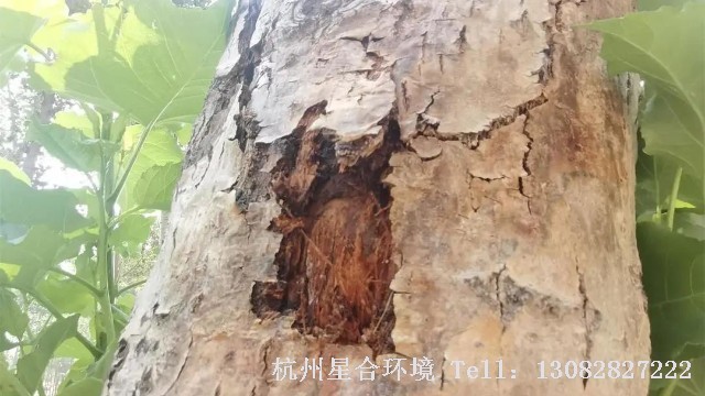 绿化养护