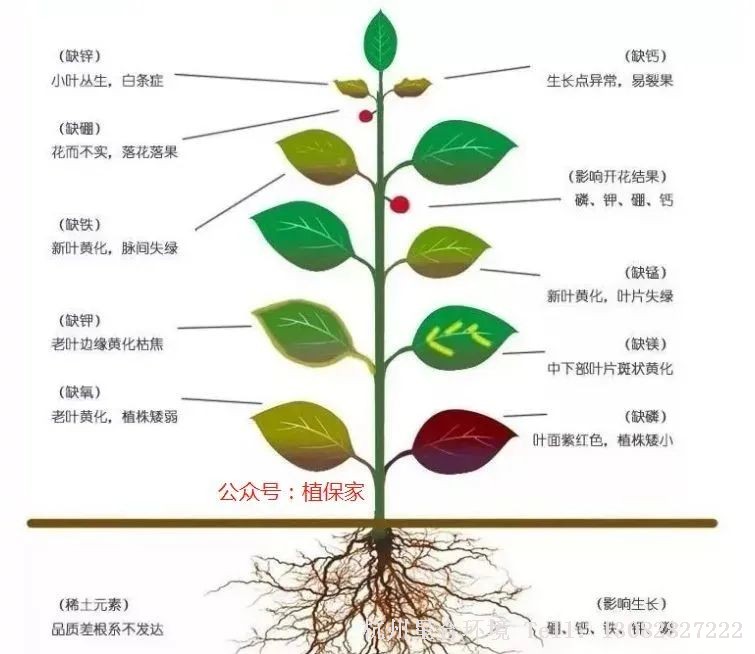 绿化养护