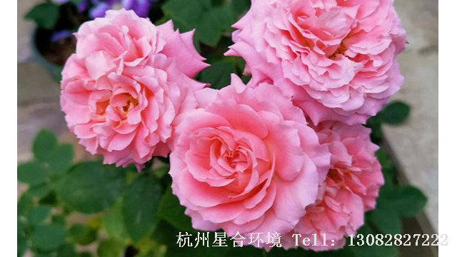 小区养护