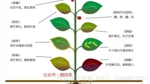 绿化养护