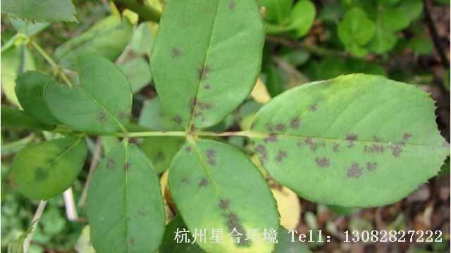 绿化养护