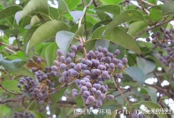 绿化养护