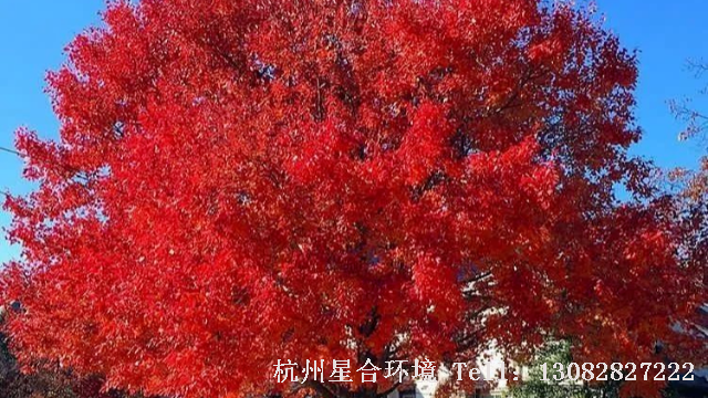 园林设计