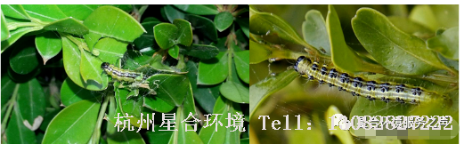 绿化养护