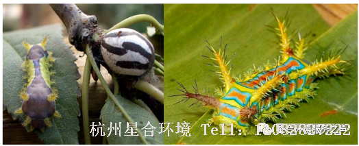 绿化养护