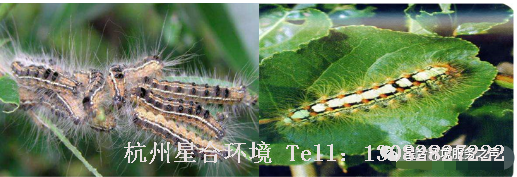 绿化养护