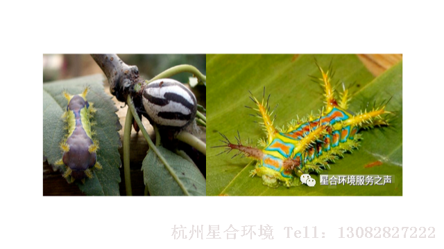 绿化养护