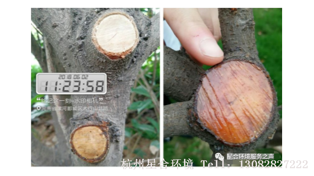 绿化养护