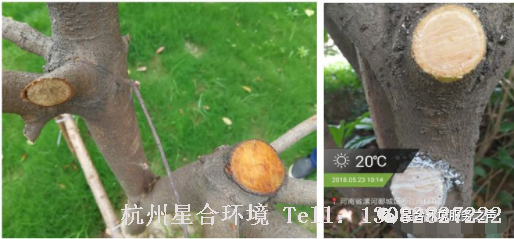 绿化养护