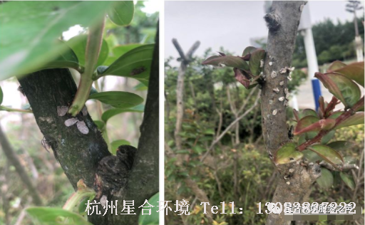 绿化养护
