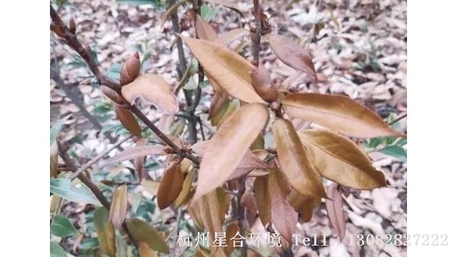 小区养护