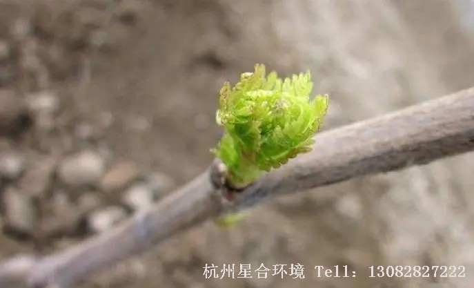 小区养护