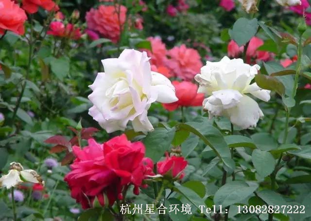 绿化养护