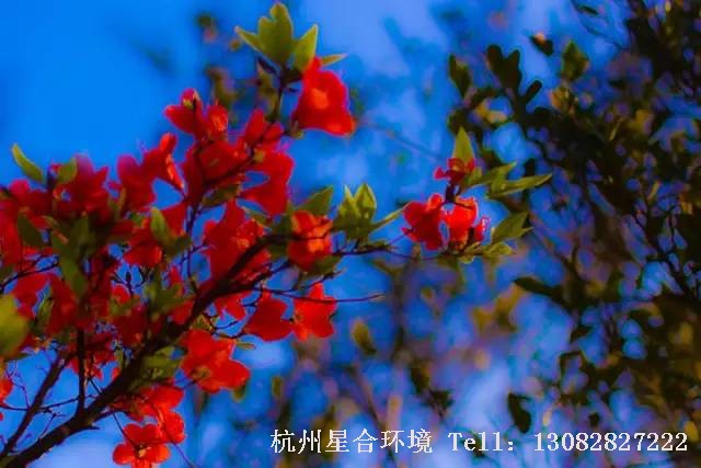 绿化养护