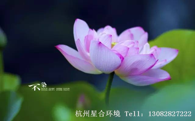 绿化养护
