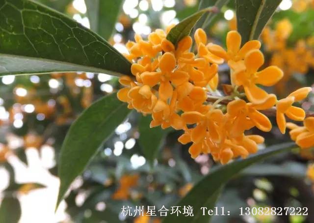 绿化养护