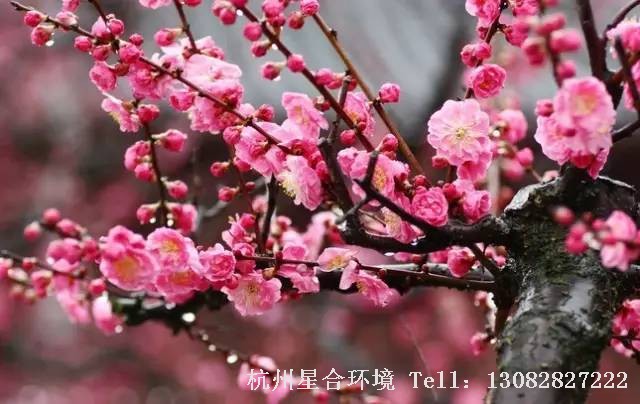 绿化养护
