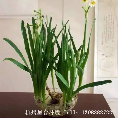 绿化养护
