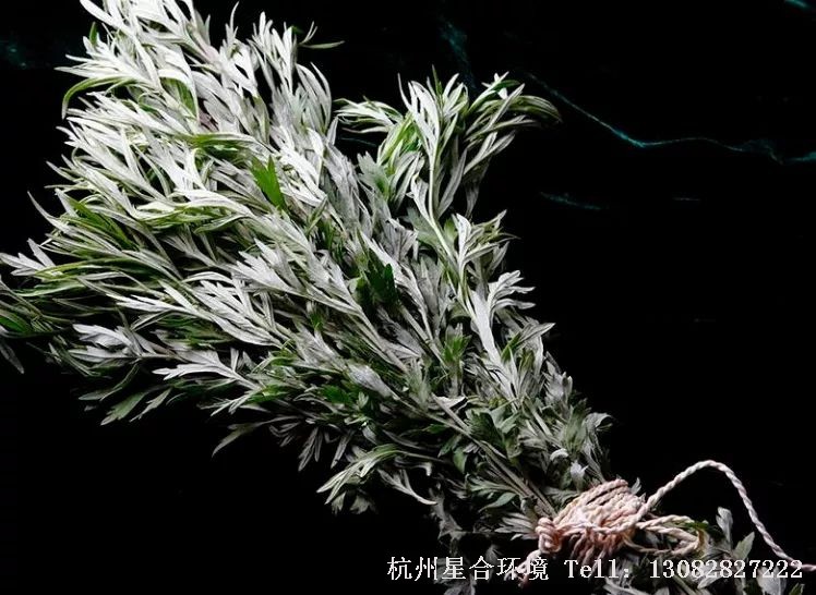 绿化养护