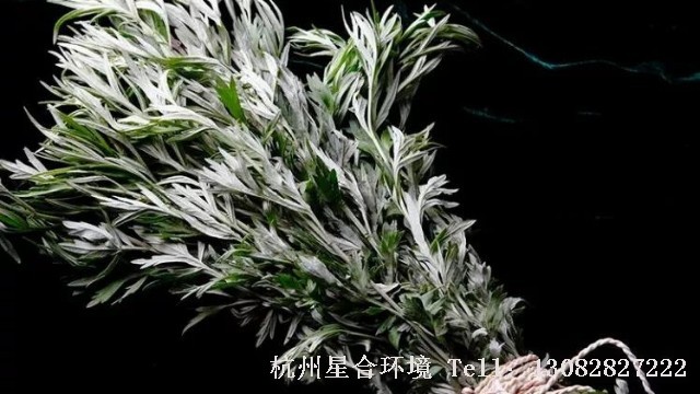 绿化养护