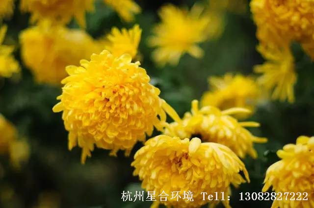 绿化养护