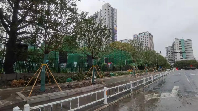 市政绿化养护-冬季乔木种植需要注意哪些问题呢?