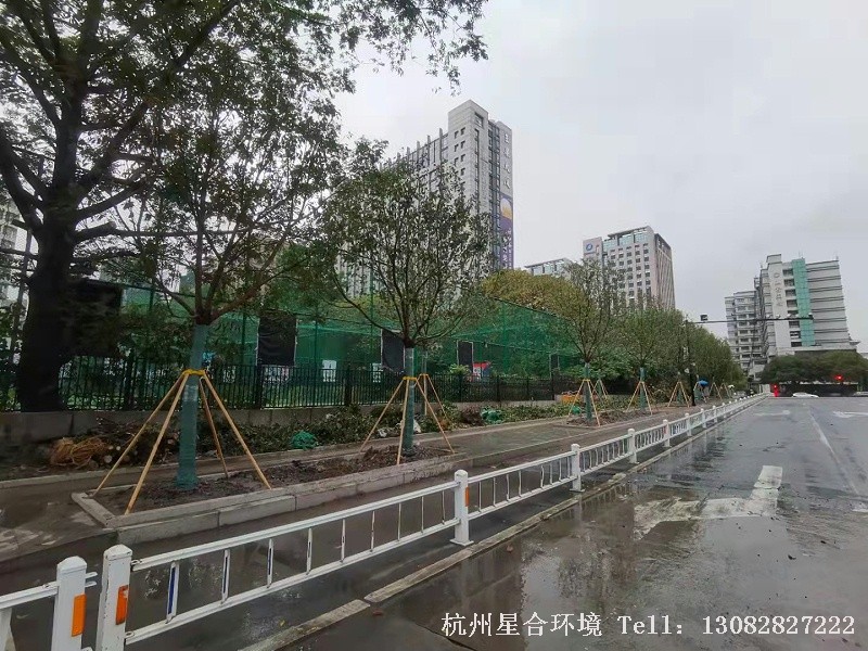 市政绿化工程-乔木种植后效果