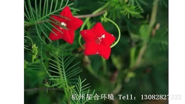 庭院养护