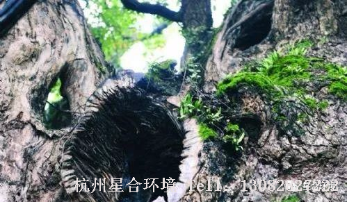绿化养护